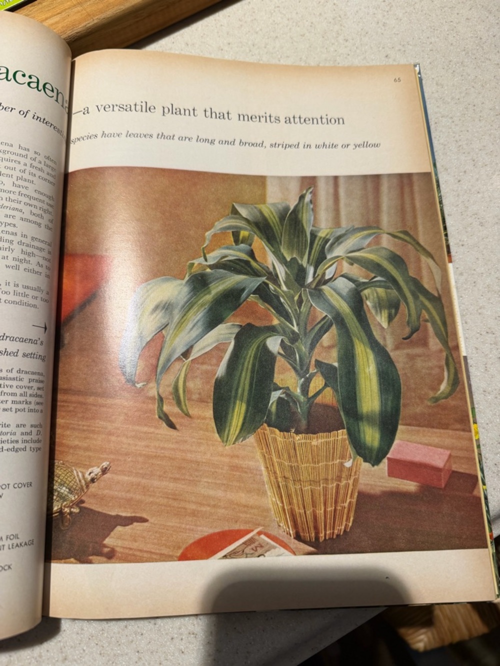 Better Homes And Gardens House Plants Book vintage - Picture 5 of 6